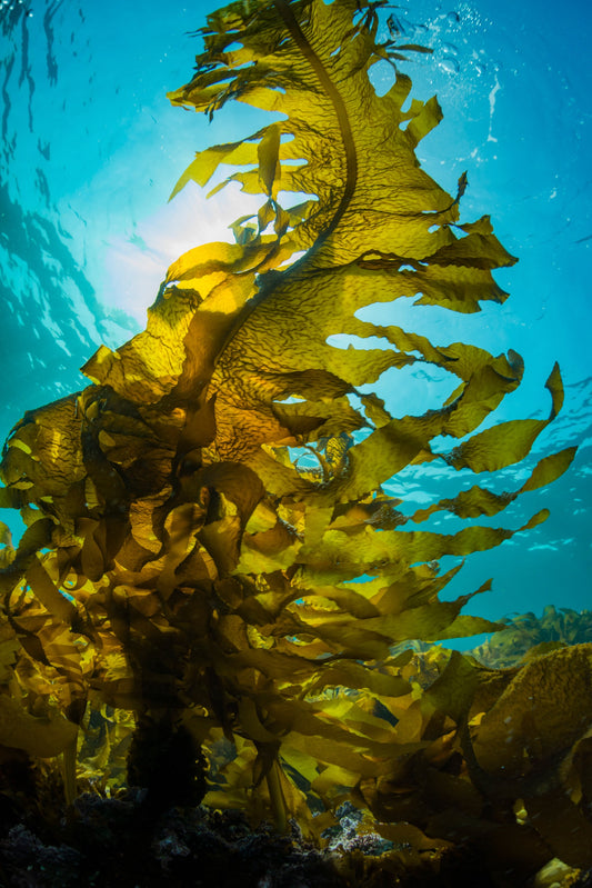 Sea Kelp-Rich in Antioxidants and More!